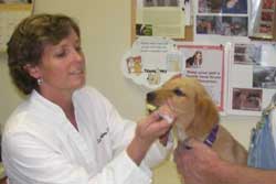 Vet in Taos, New Mexico: Angel Fire Small Animal Hospital